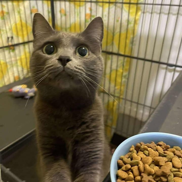 Enlarge Mantis, an adopted Domestic Short Hair in Winthrop, ME image 1/1