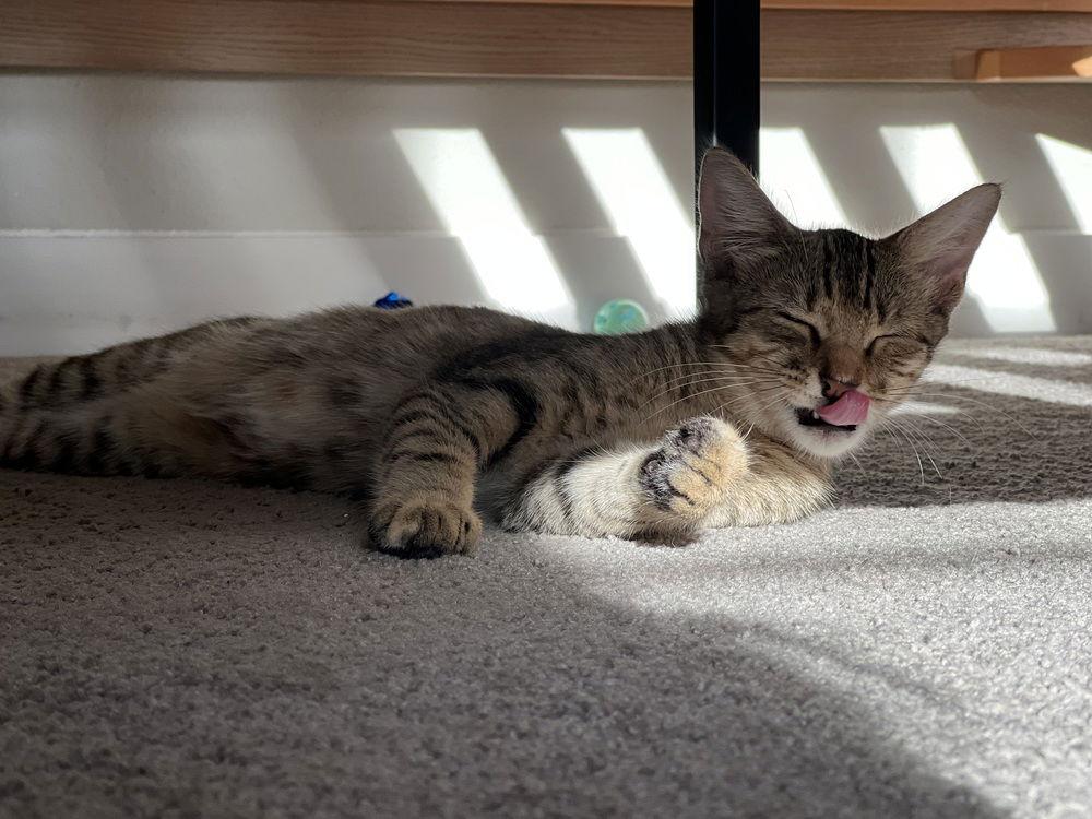 Tiger Lily, a Adoptable mixed breed in Panama city, FL image 1/3