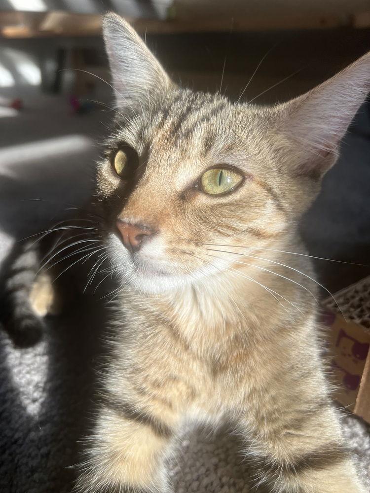 Tiger Lily, a Adoptable mixed breed in Panama city, FL image 2/3