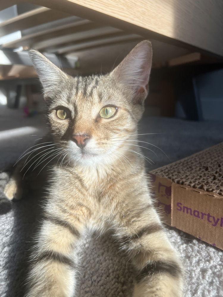 Tiger Lily, a Adoptable mixed breed in Panama city, FL image 3/3