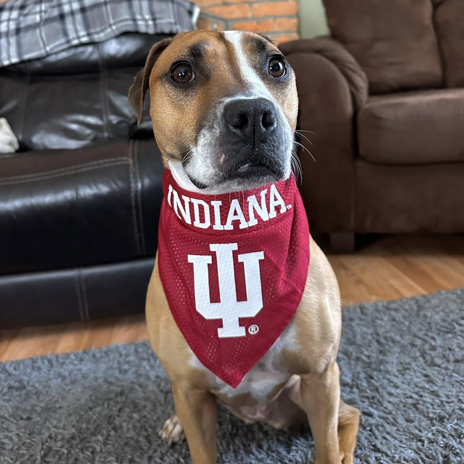 Sugar Sara, an adoptable Boxer, Pit Bull Terrier in Martinsville, IN, 46151 | Photo Image 2