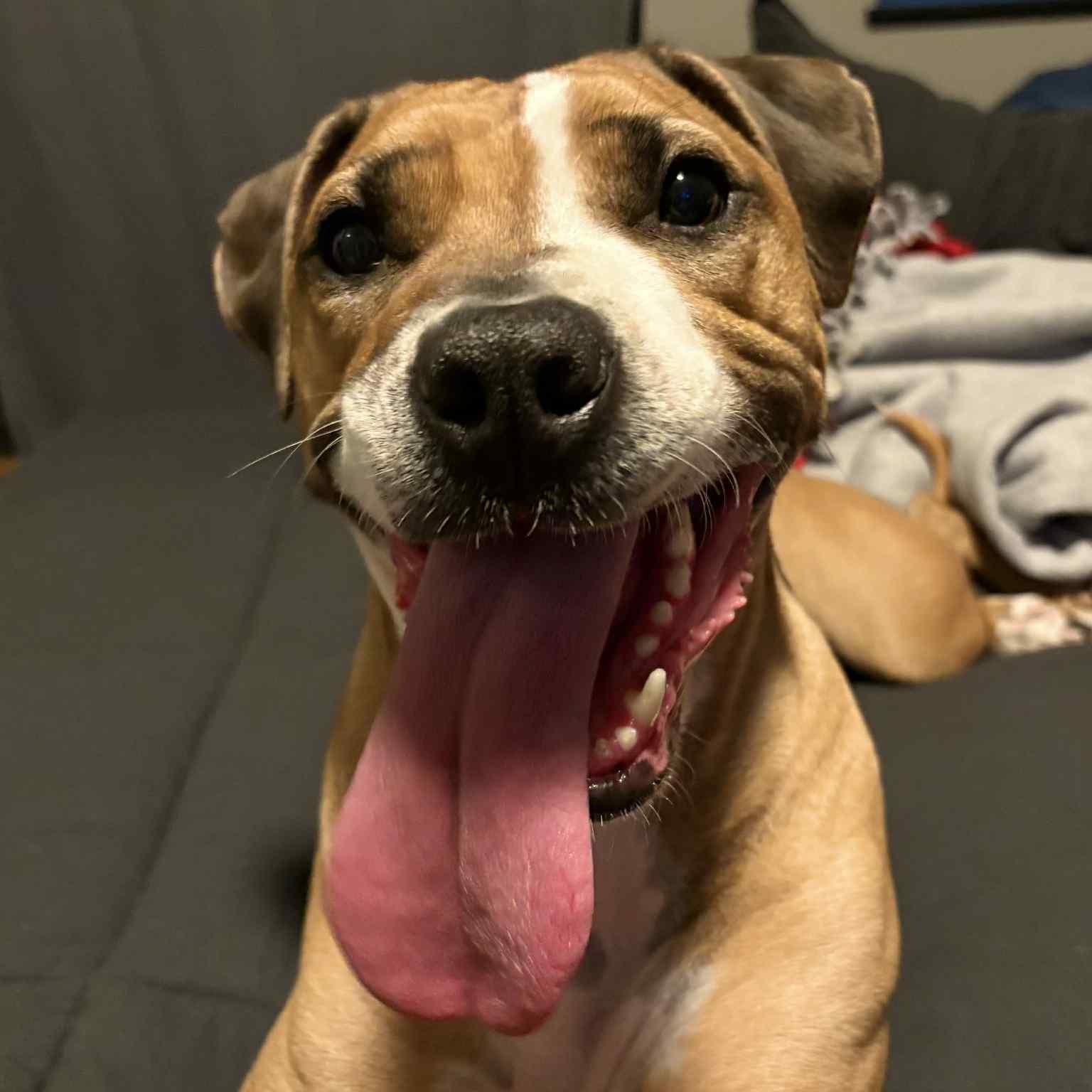 Sugar Sara, a Adoptable mixed breed in Martinsville, IN image 1/6