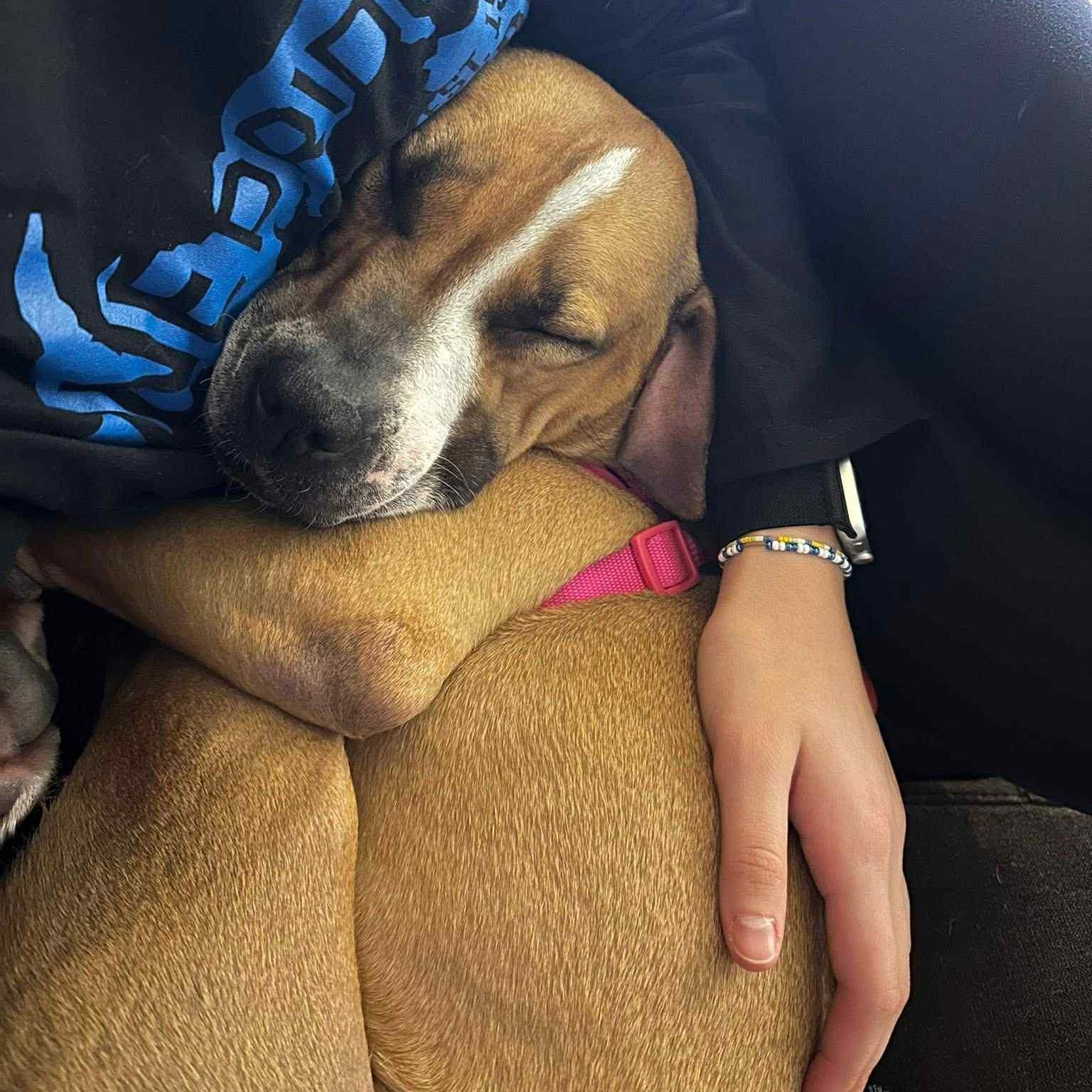 Sugar Sara, a Adoptable mixed breed in Martinsville, IN image 4/6