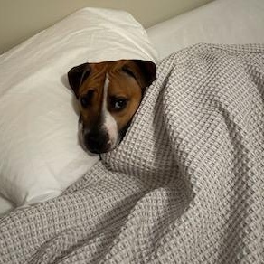 Sugar Sara, a Adoptable mixed breed in Martinsville, IN image 5/6