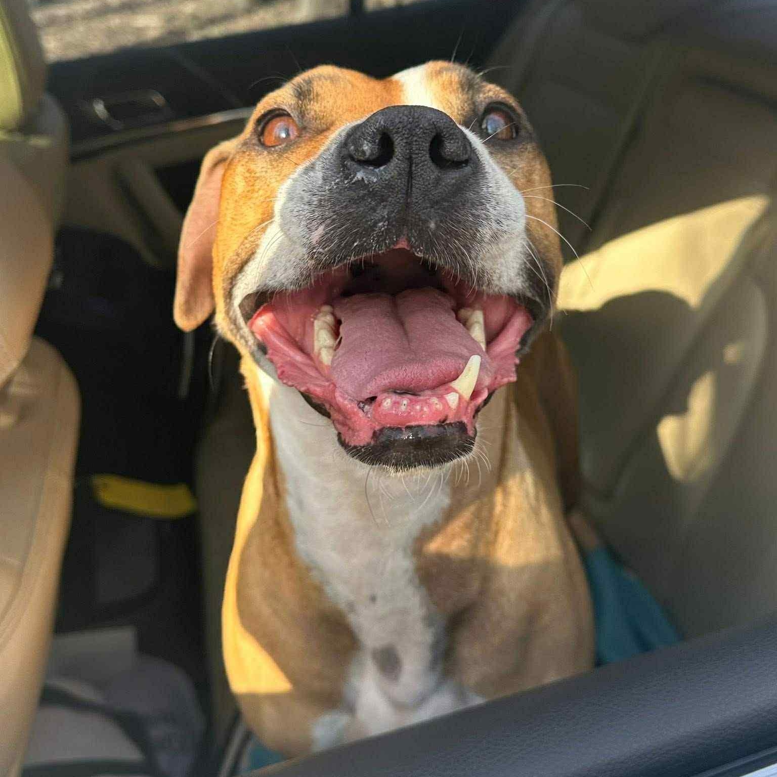 Sugar Sara, an adoptable Boxer, Pit Bull Terrier in Martinsville, IN, 46151 | Photo Image 4