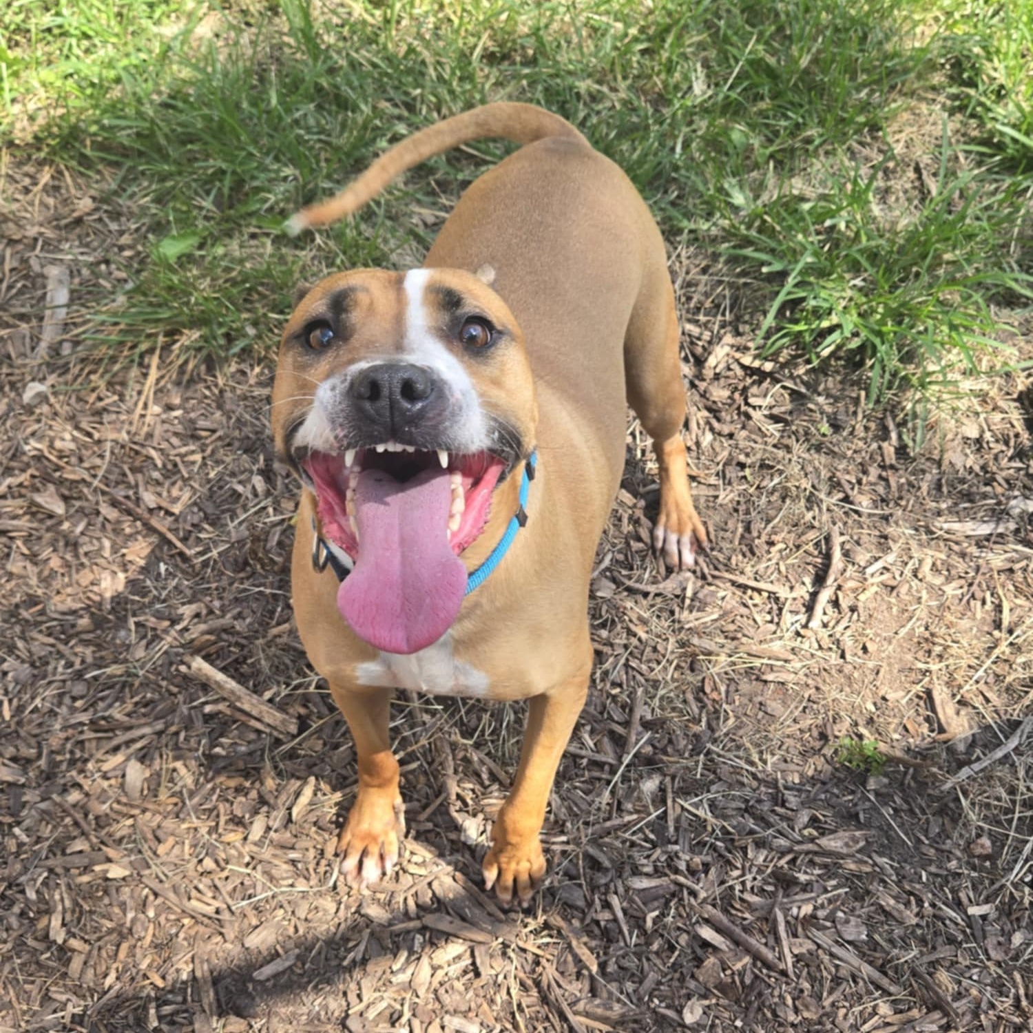 Sugar Sara, a Adoptable mixed breed in Martinsville, IN image 6/6