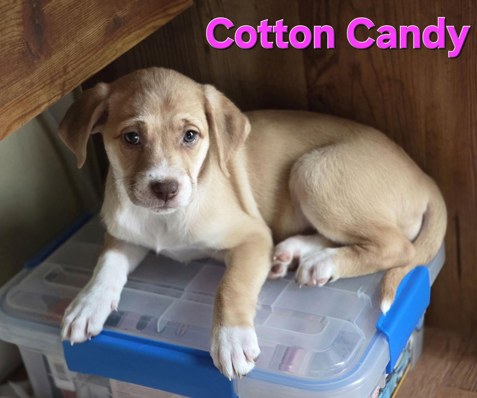 Cotton Candy thumbnail 3