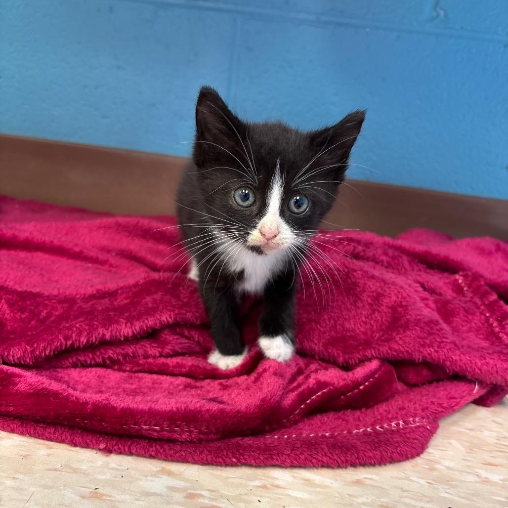 Catwoman, Adoptable, Kitten Female Domestic Short Hair.