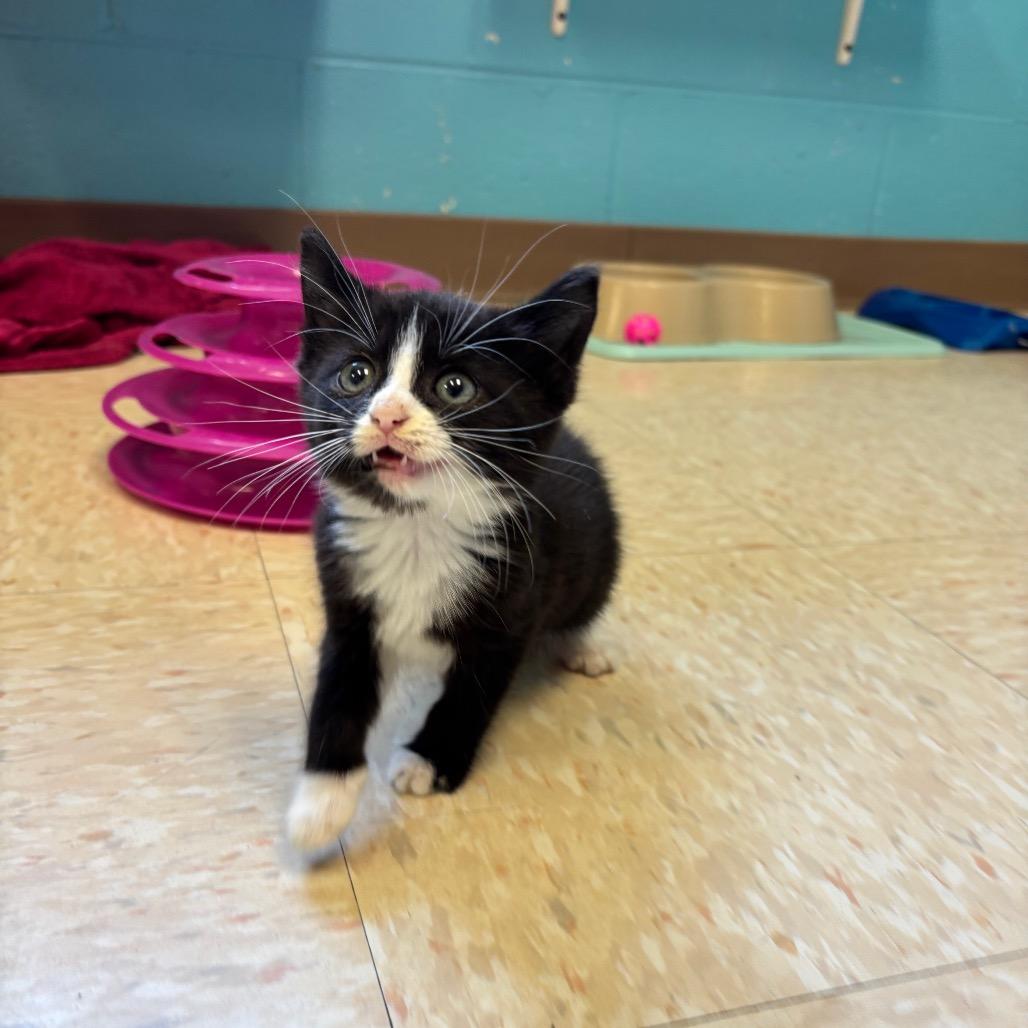 Enlarge Catwoman, a Adoptable Domestic Short Hair in Roxboro, NC image 2/6