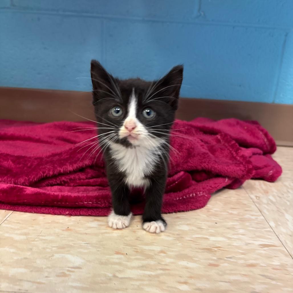 Enlarge Catwoman, a Adoptable Domestic Short Hair in Roxboro, NC image 3/6
