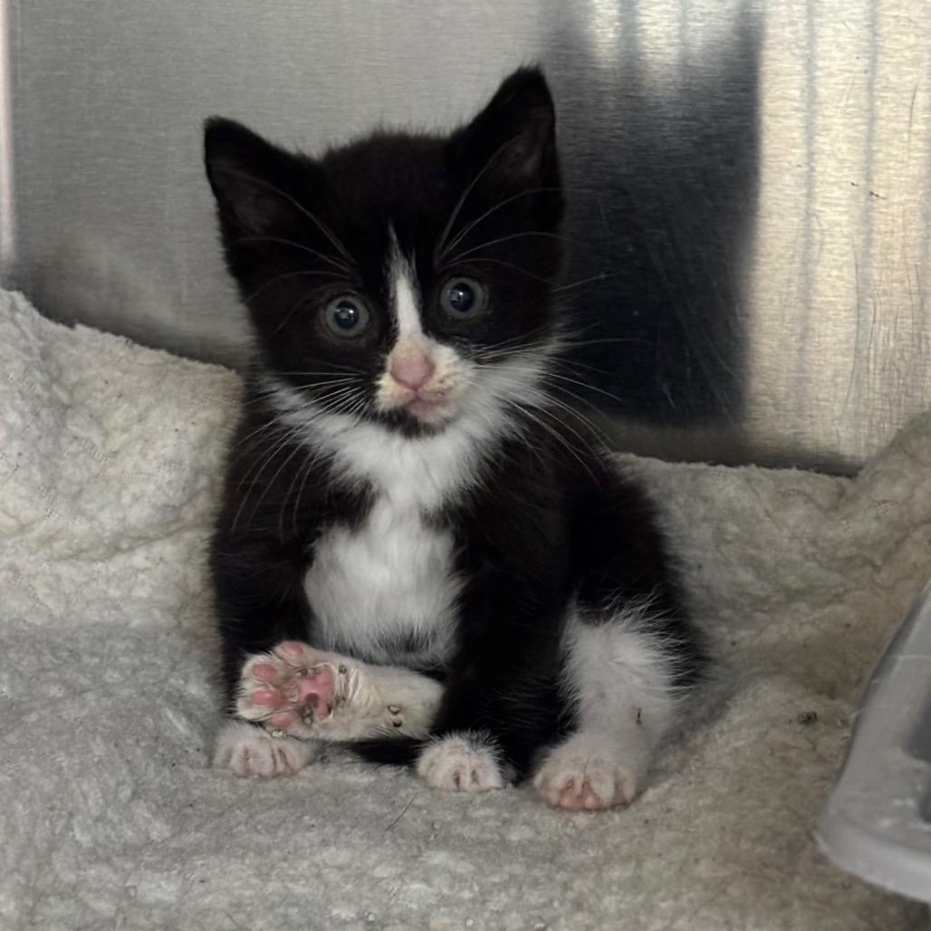 Enlarge Catwoman, a Adoptable Domestic Short Hair in Roxboro, NC image 4/6
