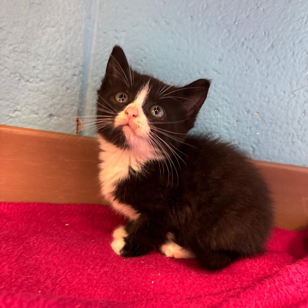 Enlarge Catwoman, a Adoptable Domestic Short Hair in Roxboro, NC image 5/6