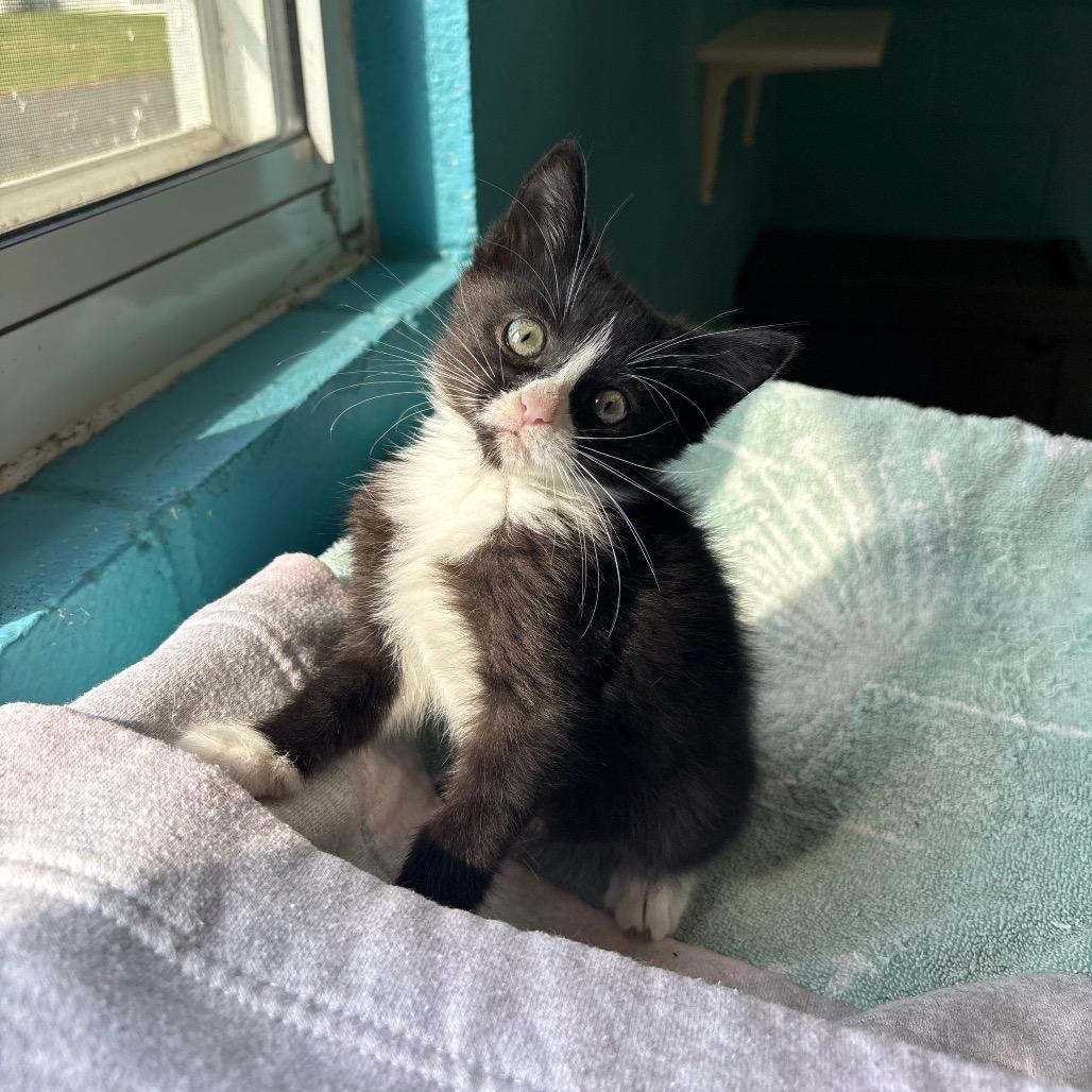 Enlarge Catwoman, a Adoptable Domestic Short Hair in Roxboro, NC image 6/6