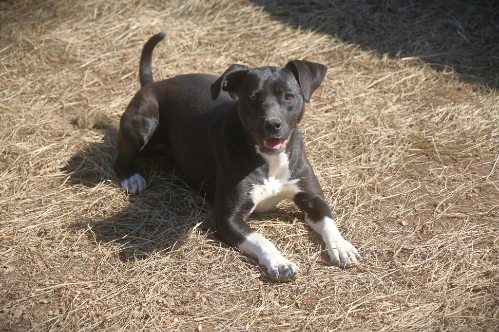 Emma 25, Adoptable, Young Female Mixed Breed & Mixed Breed.