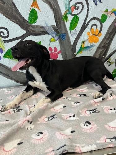 Emma 25, Adoptable, Young Female Mixed Breed & Mixed Breed.