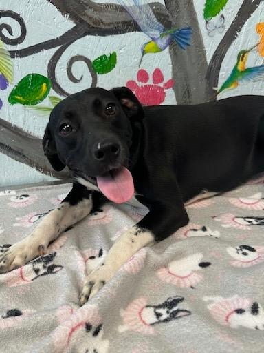 Emma 25, Adoptable, Young Female Mixed Breed & Mixed Breed.