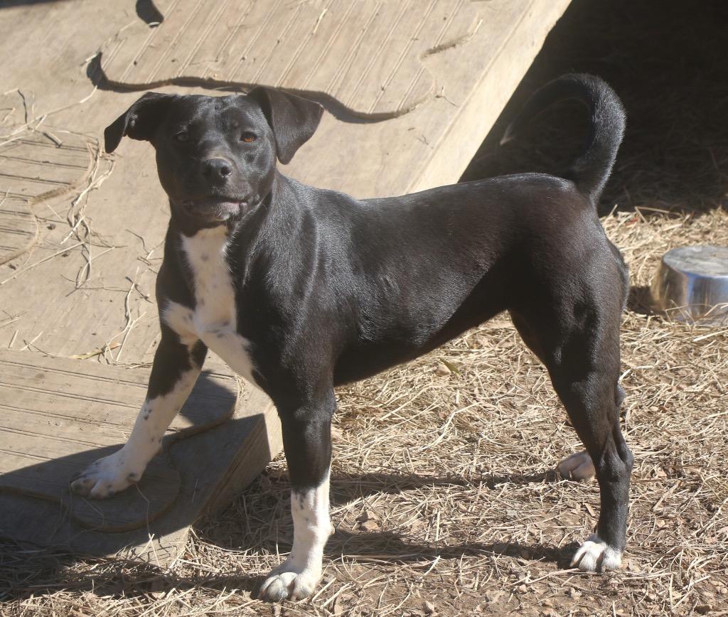 Emma 25, Adoptable, Young Female Mixed Breed & Mixed Breed.