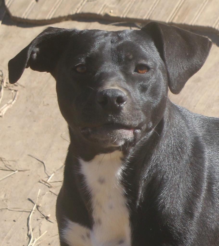 Enlarge Emma 25, a Adoptable mixed breed in Brookhaven, MS image 3/6