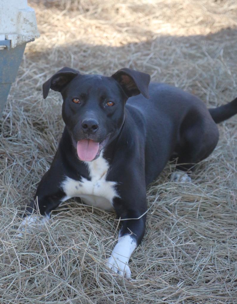 Enlarge Emma 25, a Adoptable mixed breed in Brookhaven, MS image 4/6