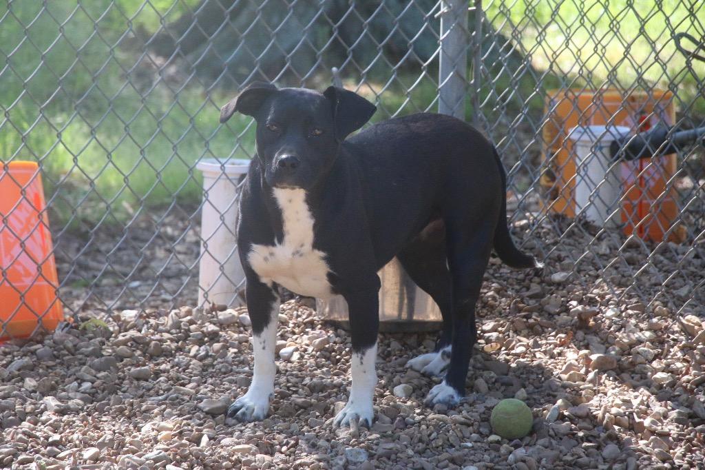 Enlarge Emma 25, a Adoptable mixed breed in Brookhaven, MS image 4/4