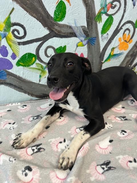 Enlarge Emma 25, a Adoptable mixed breed in Brookhaven, MS image 3/4