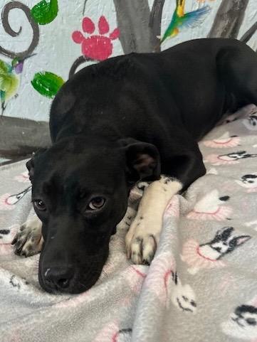 Enlarge Emma 25, a Adoptable mixed breed in Brookhaven, MS image 4/4