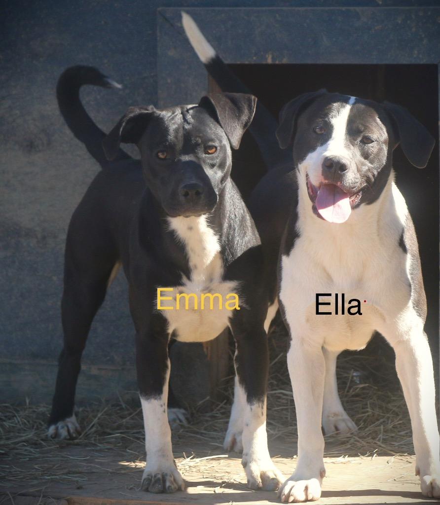 Enlarge Emma 25, a Adoptable mixed breed in Brookhaven, MS image 6/6