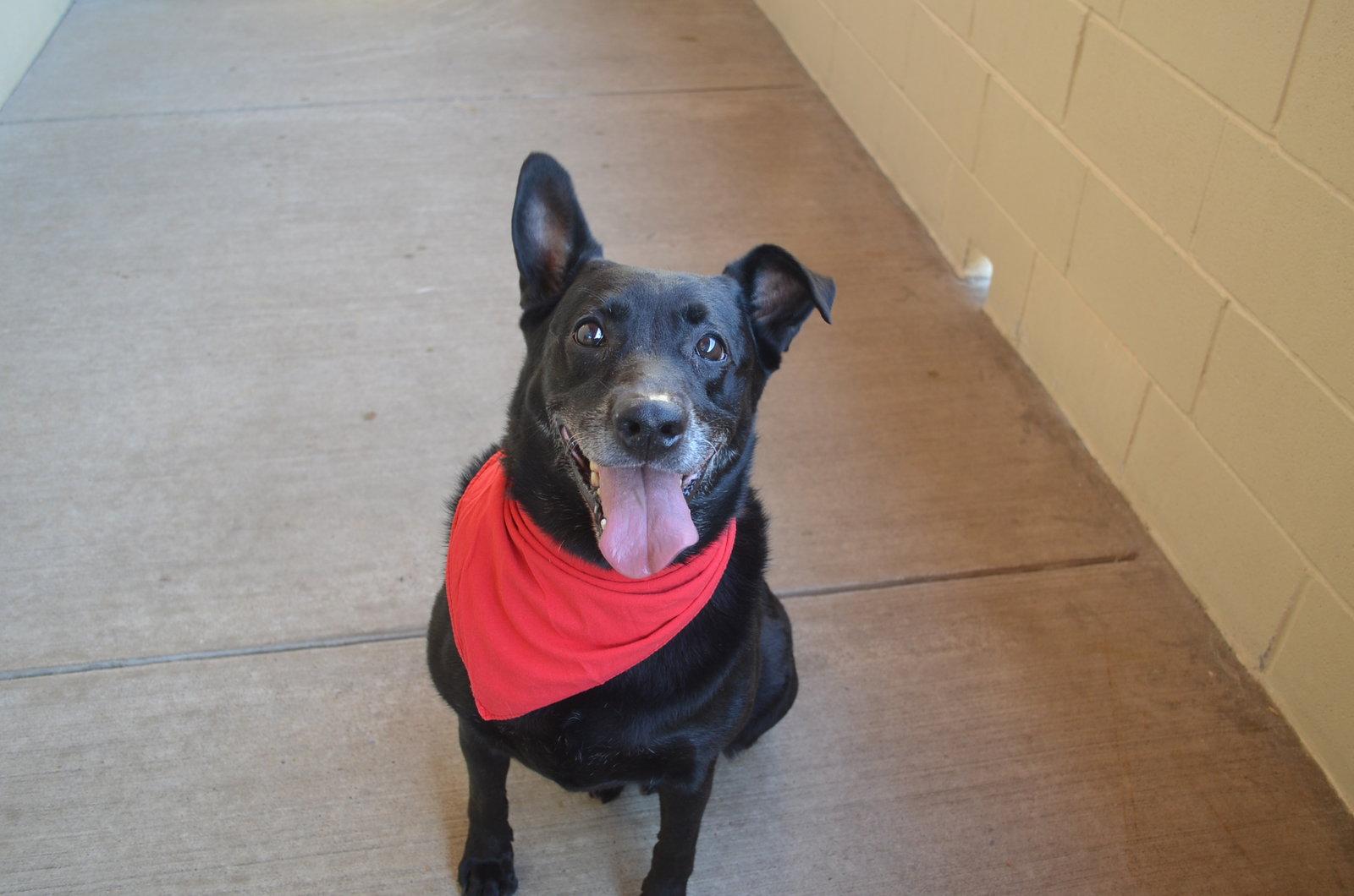 Enlarge Bee, a Adoptable Labrador Retriever in McKinney, TX image 1/3