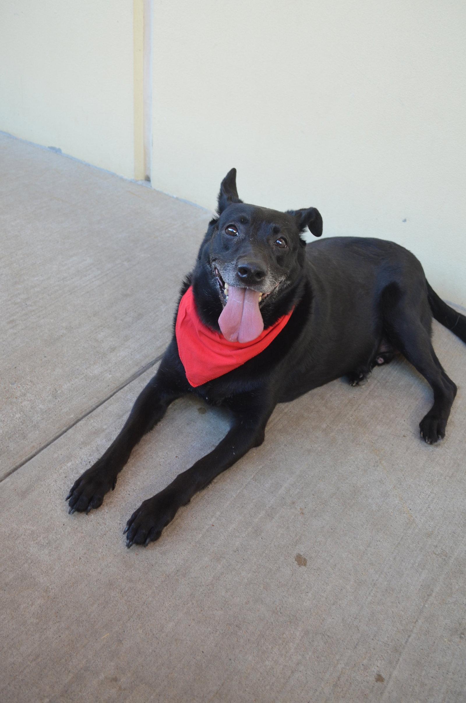 Enlarge Bee, a Adoptable Labrador Retriever in McKinney, TX image 2/3