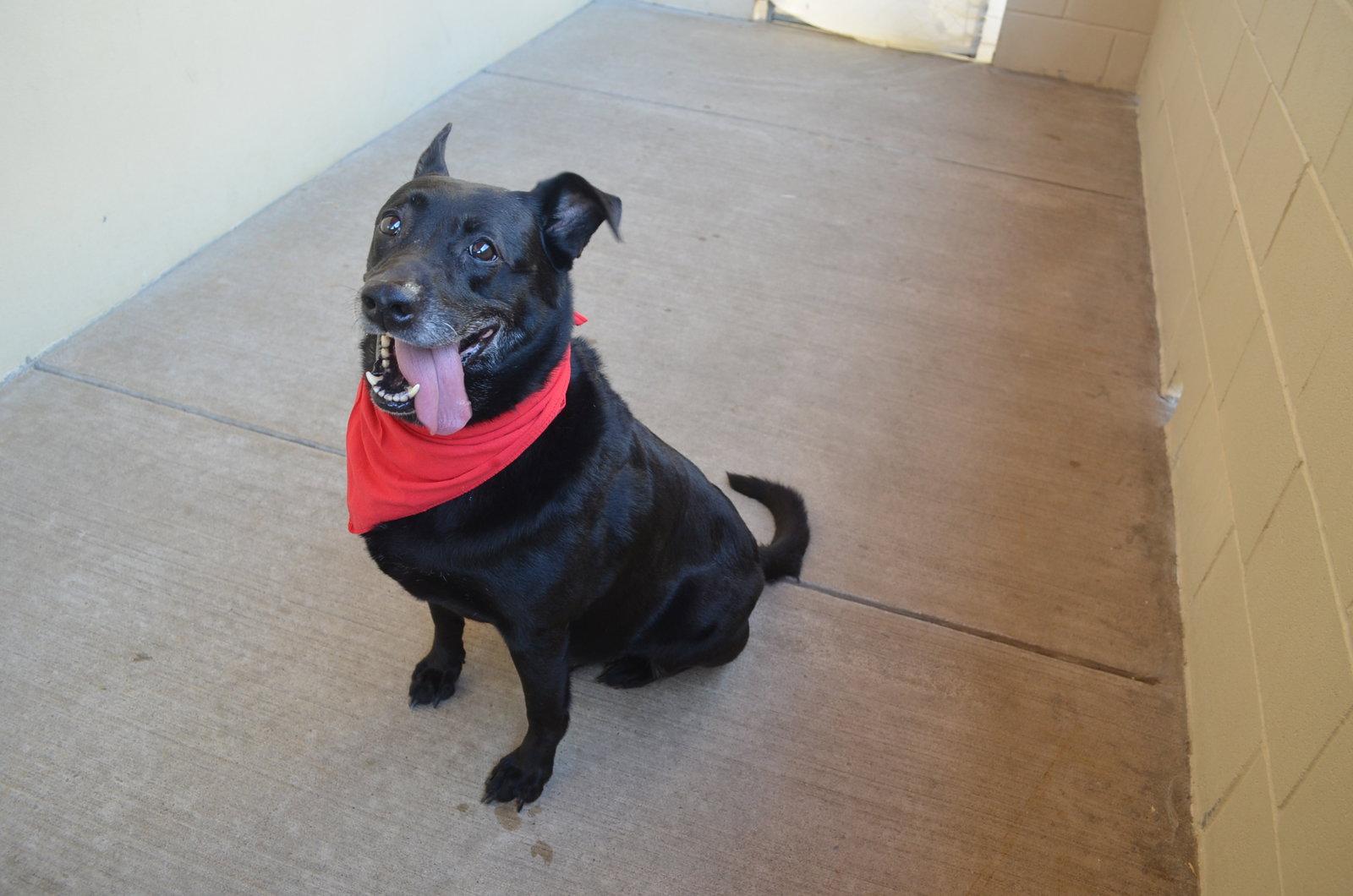 Enlarge Bee, a Adoptable Labrador Retriever in McKinney, TX image 3/3