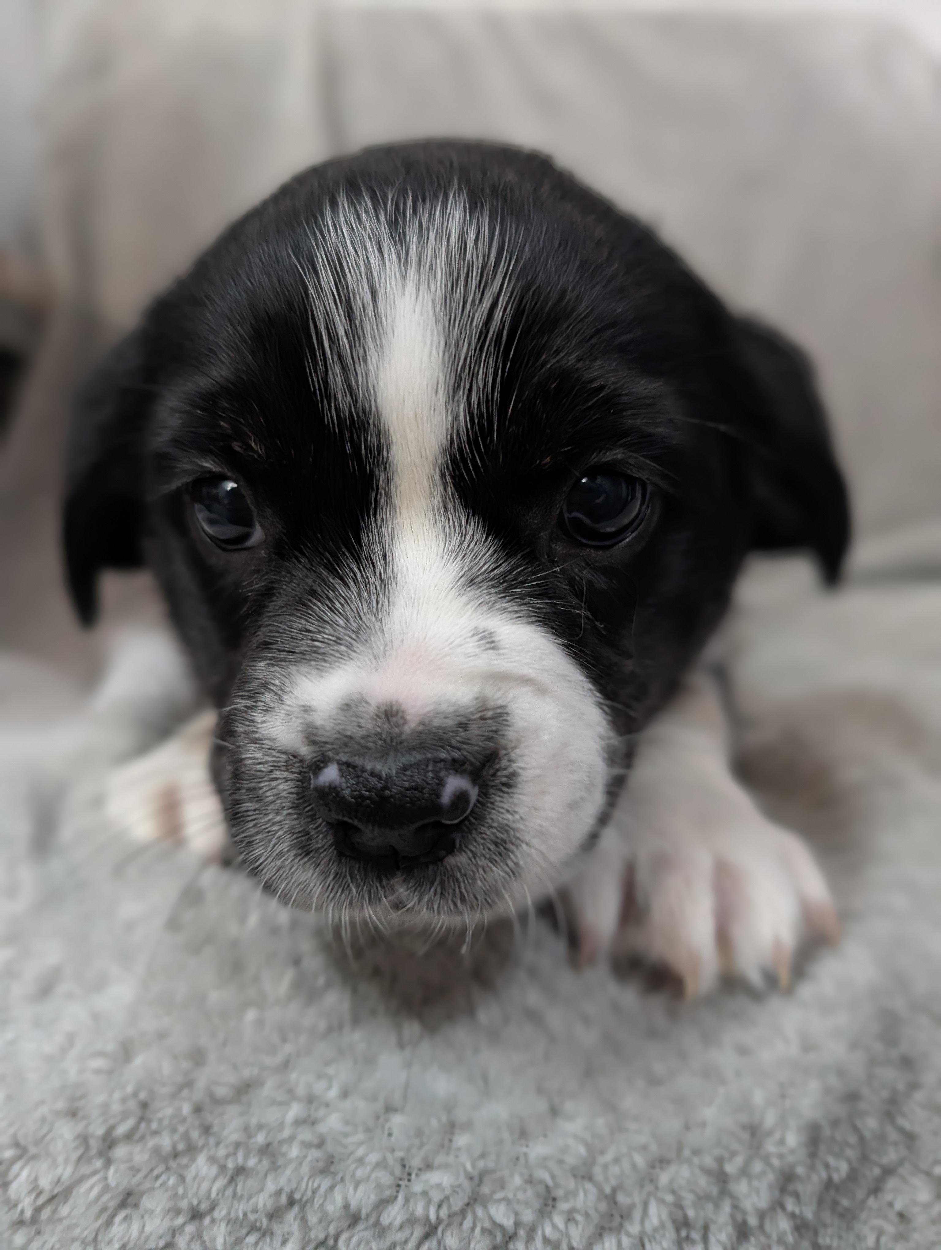 Enlarge Lu Lu Who, an adopted mixed breed in Decatur, IL image 2/2