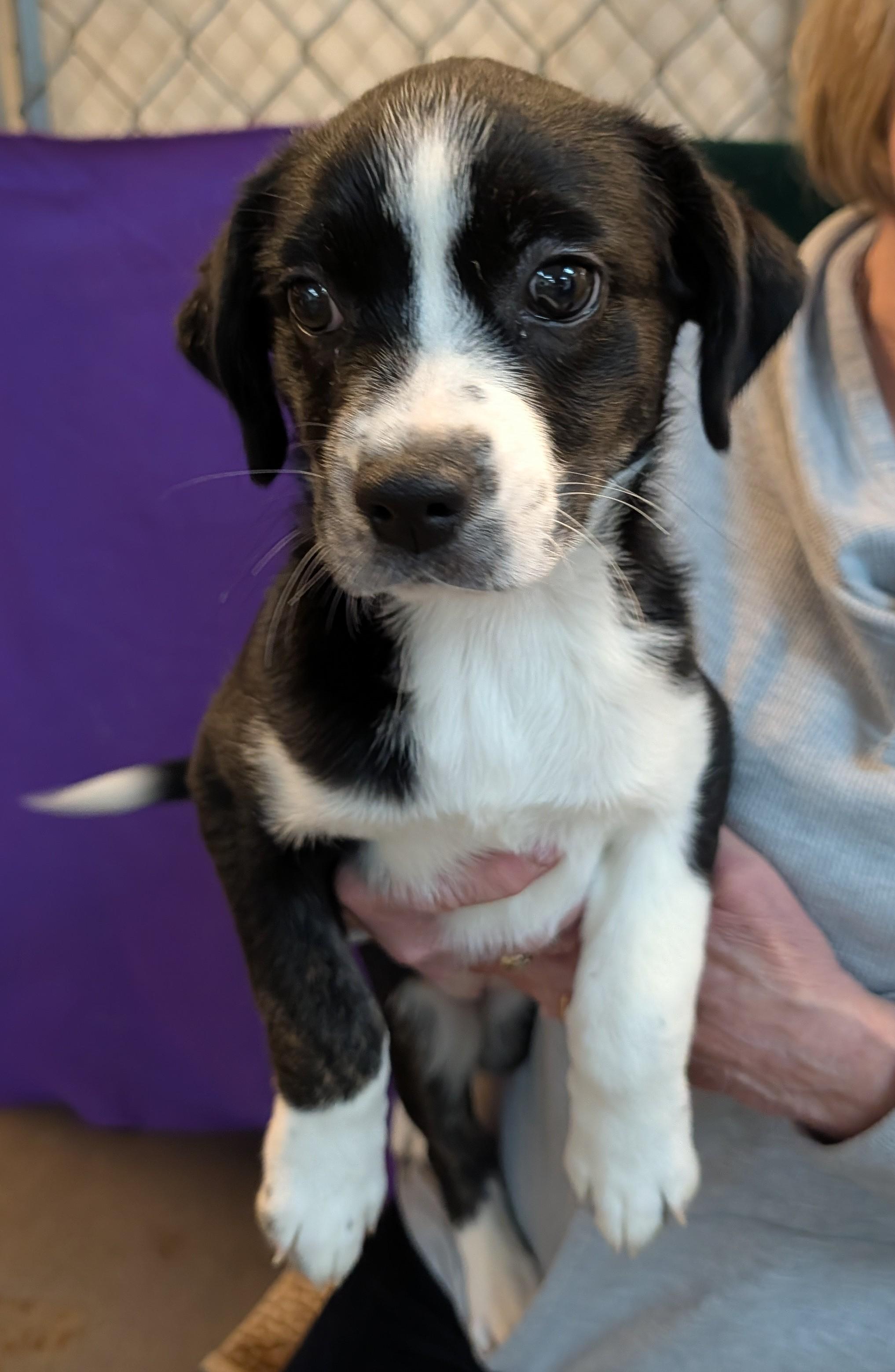 Lu Lu Who, adopted, Puppy Female Mixed Breed.