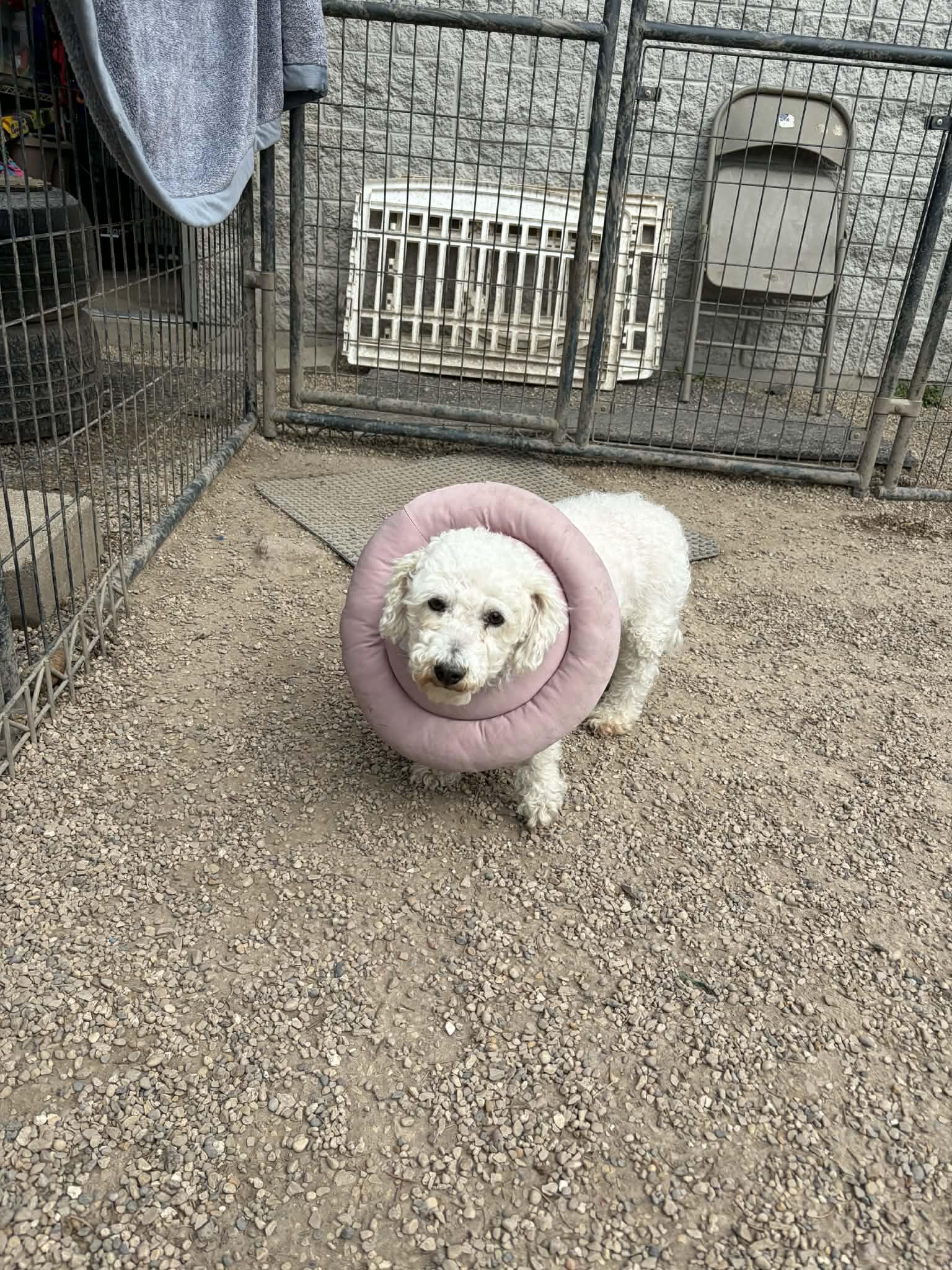 Enlarge Quest, a Adoptable Bichon Frise in Mukwonago, WI image 1/2