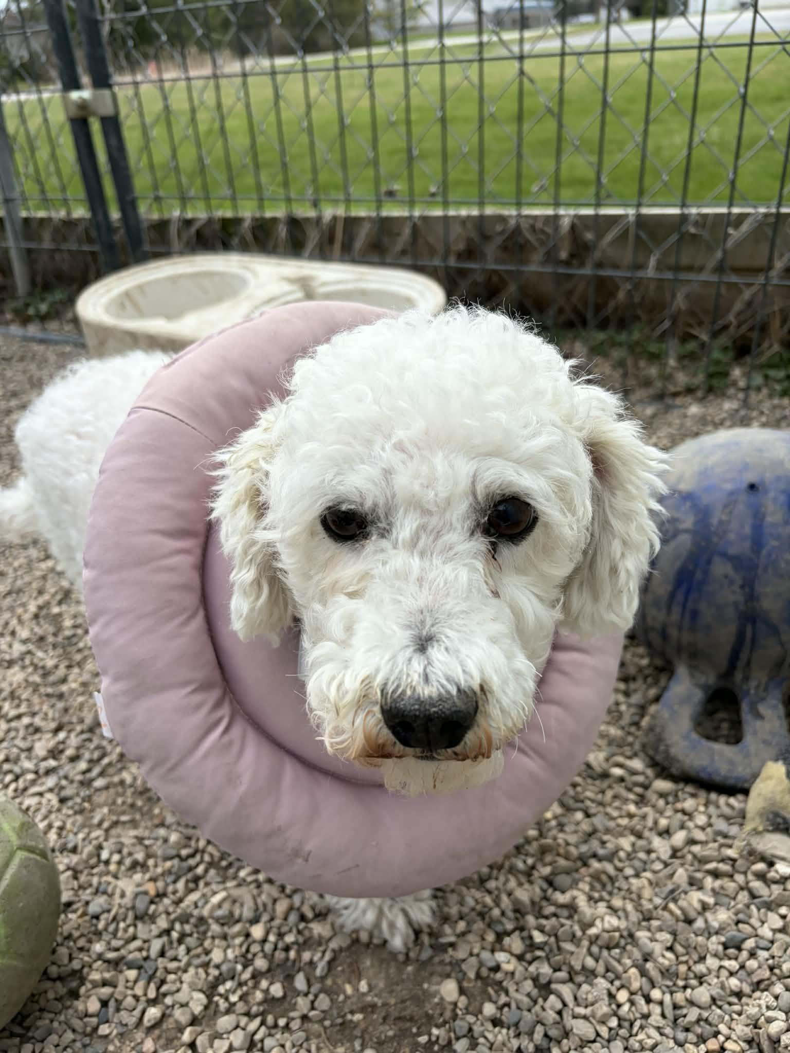 Enlarge Quest, a Adoptable Bichon Frise in Mukwonago, WI image 2/2