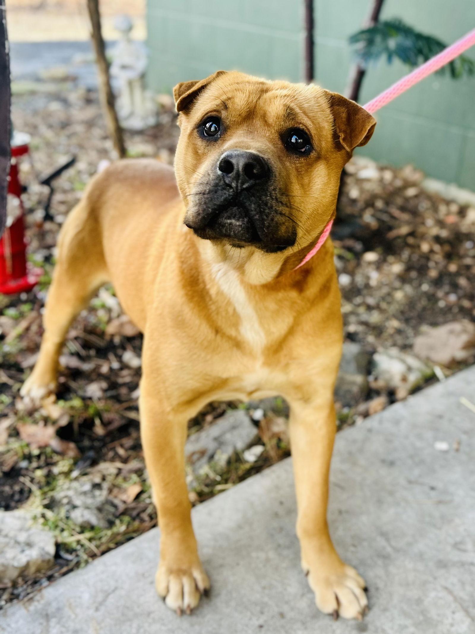 Enlarge Edward Ryker, a Adoptable Terrier in Clarkesville, GA image 1/1