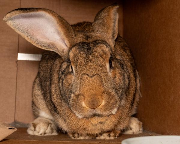 Dash, Adoptable, Adult Male Bunny Rabbit.
