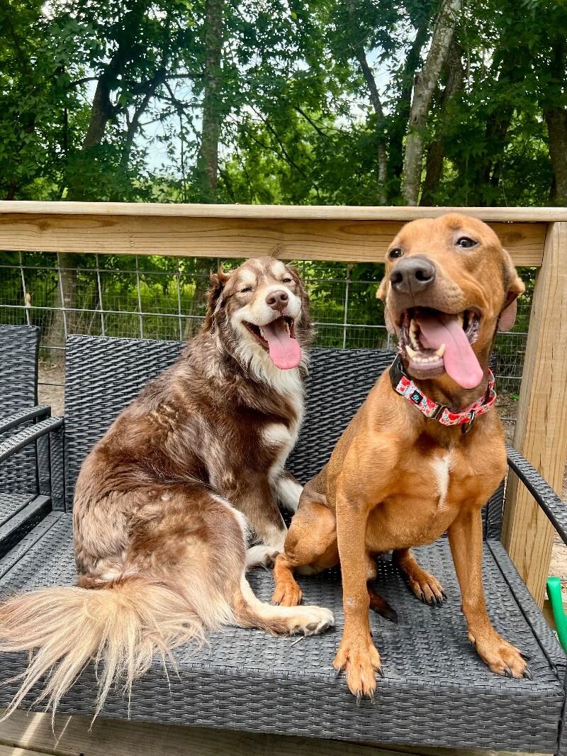 Dog for adoption - Nelson has RIZZ, a Rhodesian Ridgeback & Pit Bull ...