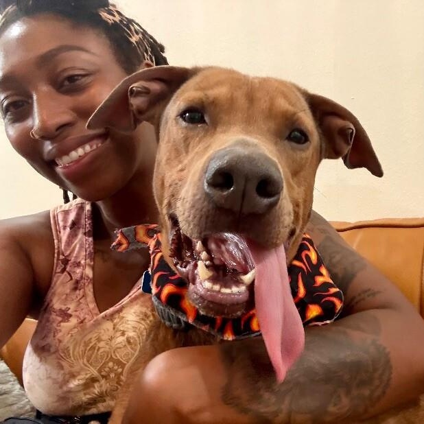 Dog for adoption - Nelson has RIZZ, a Rhodesian Ridgeback & Pit Bull ...