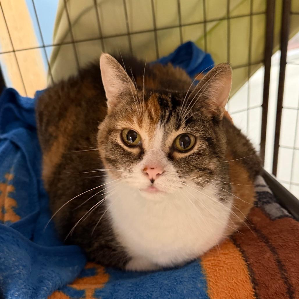 Sundae, Adoptable, Senior Female Domestic Short Hair.