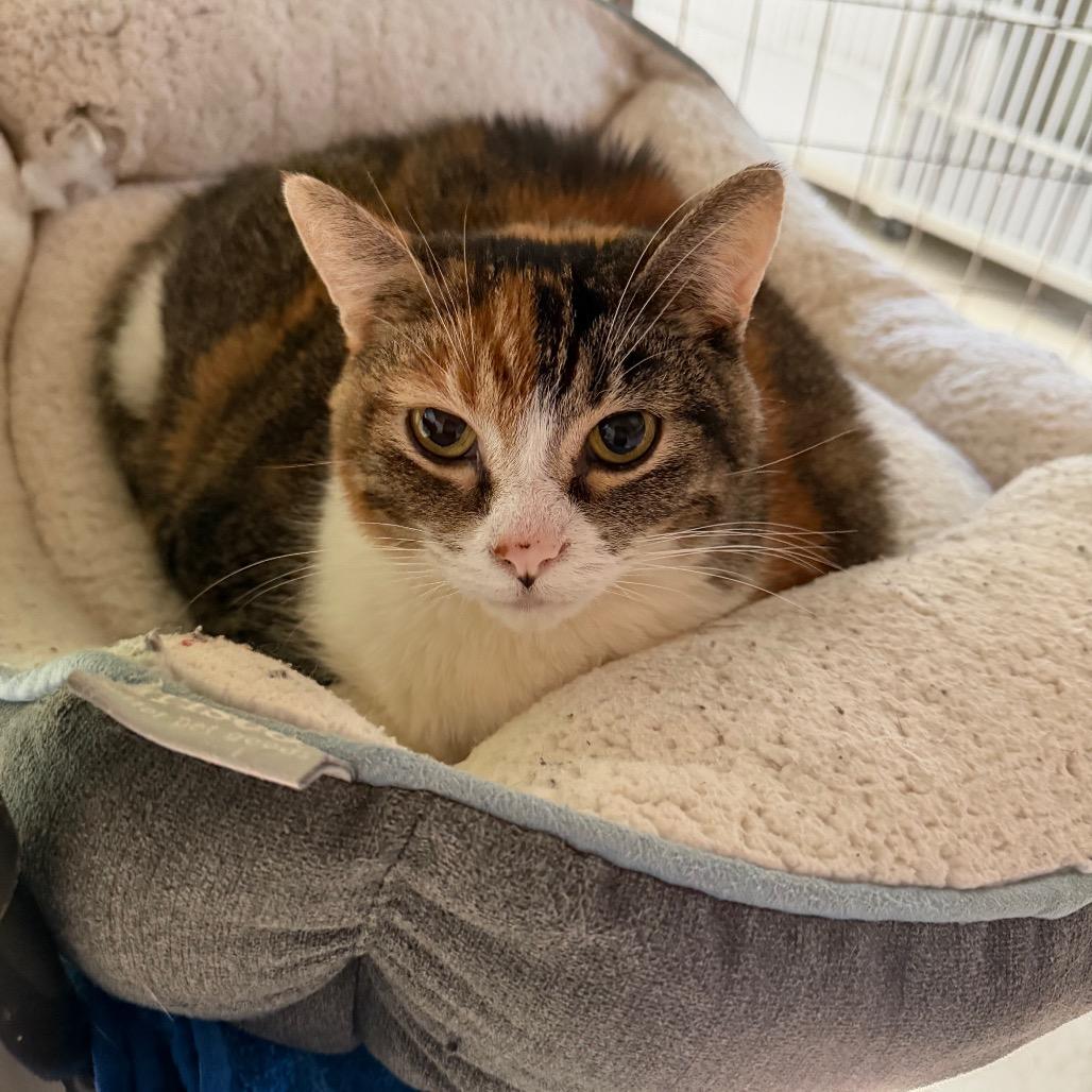 Enlarge Sundae, a Adoptable Domestic Short Hair in Milford, IA image 2/4