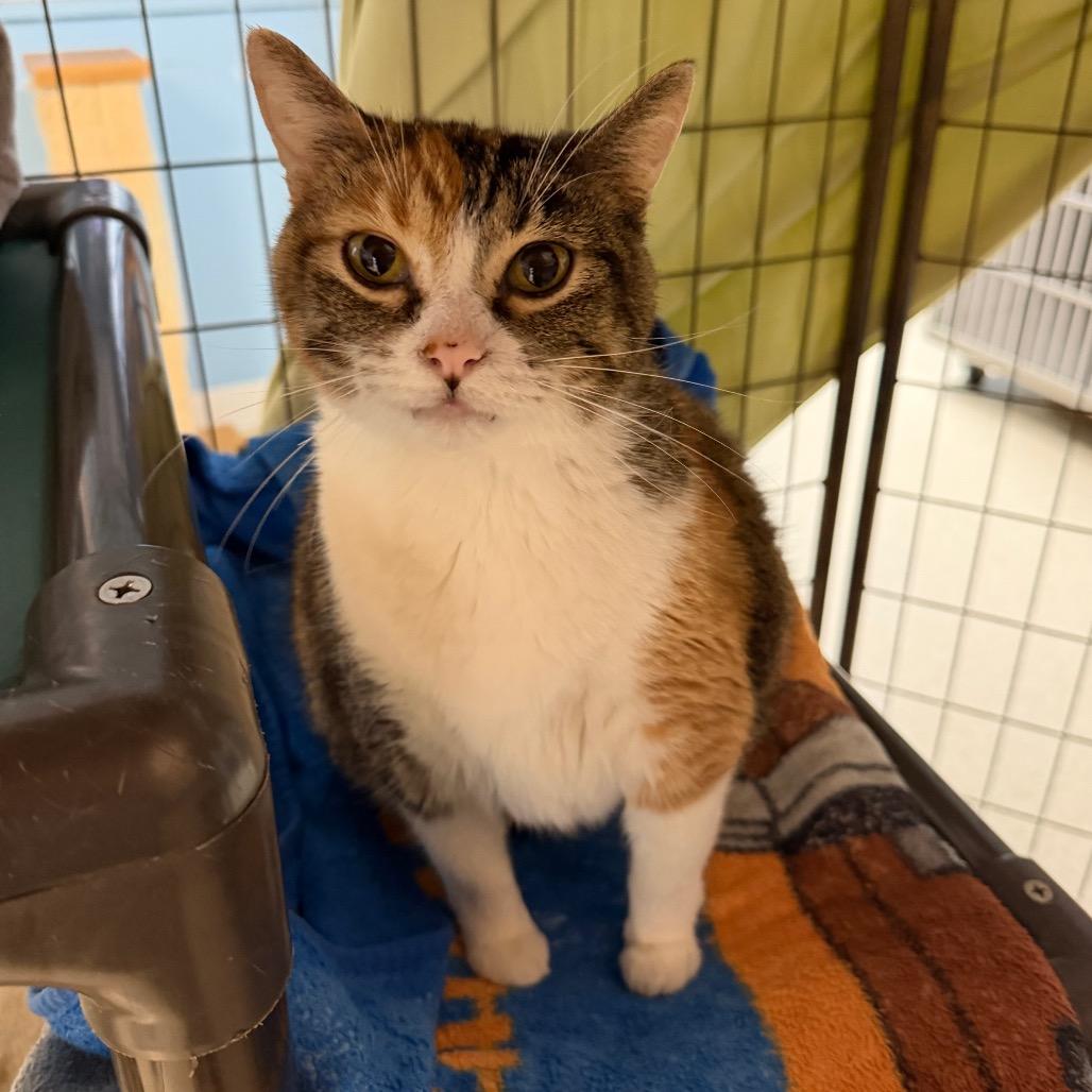 Enlarge Sundae, a Adoptable Domestic Short Hair in Milford, IA image 3/4