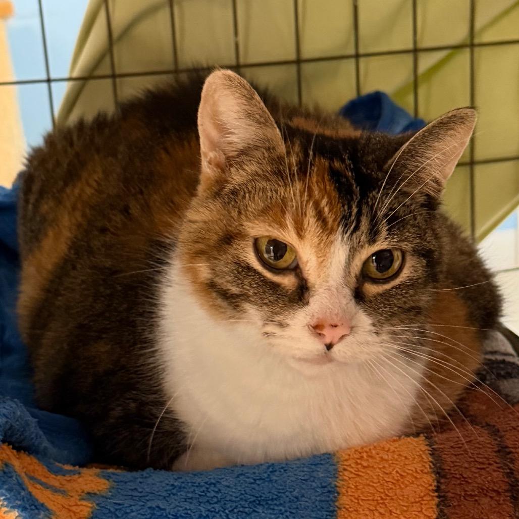 Enlarge Sundae, a Adoptable Domestic Short Hair in Milford, IA image 4/4
