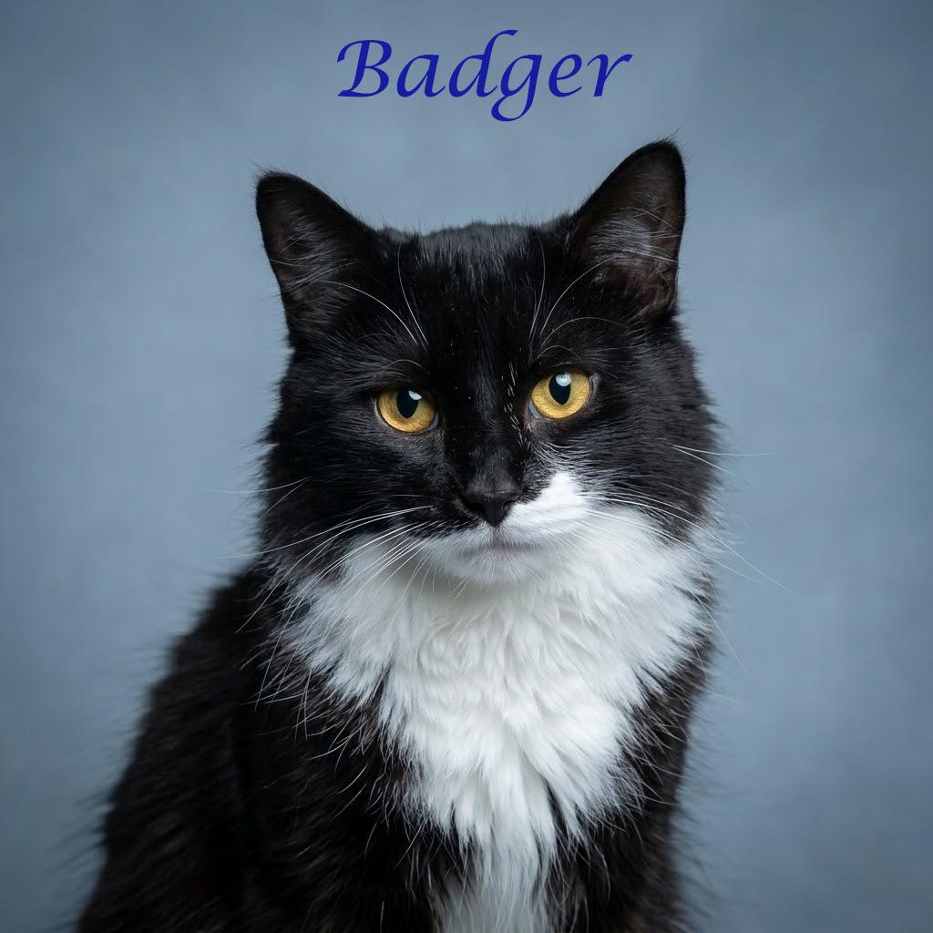 Badger C26-186, Adoptable, Adult Male Domestic Medium Hair.