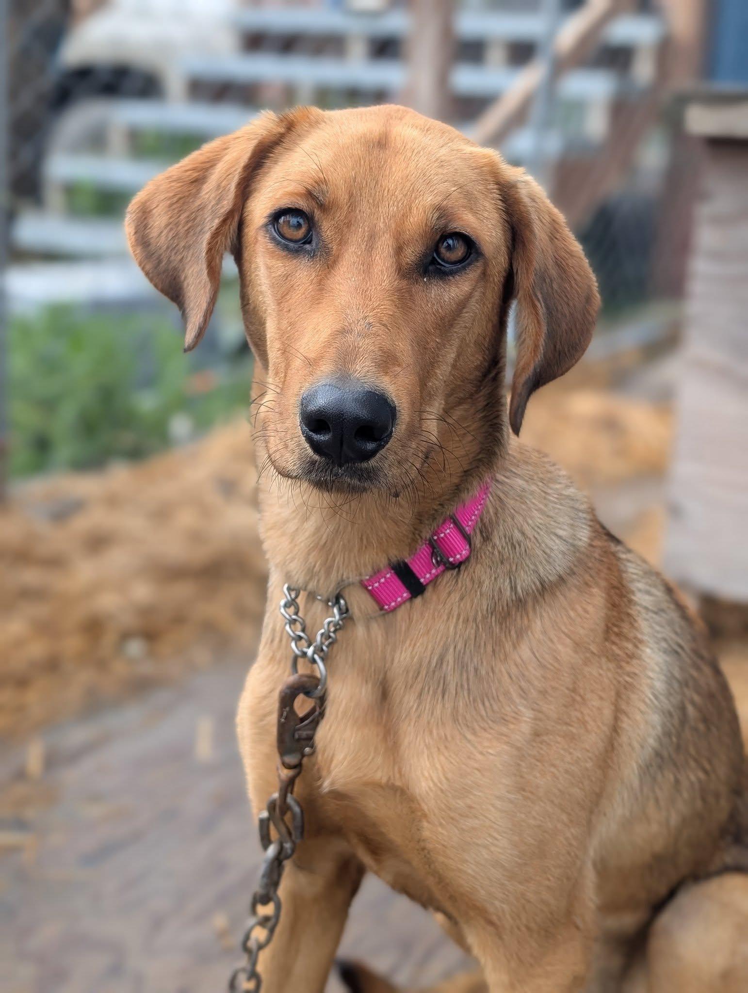 Indy, ADOPTABLE, Young Female Hound & Labrador Retriever.