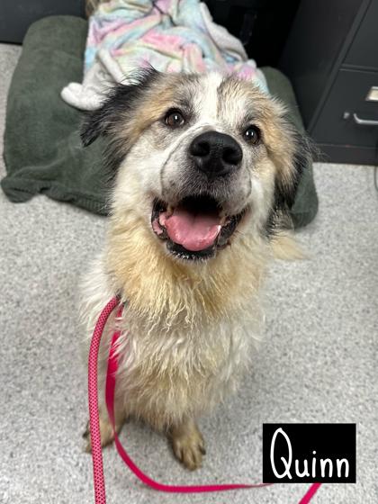 Quinn
