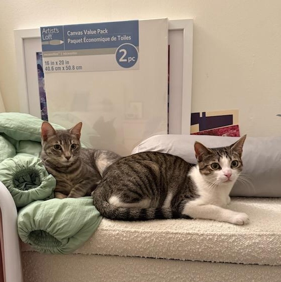 Cia and Luna, a Adoptable mixed breed in North Hollywood, CA image 3/4