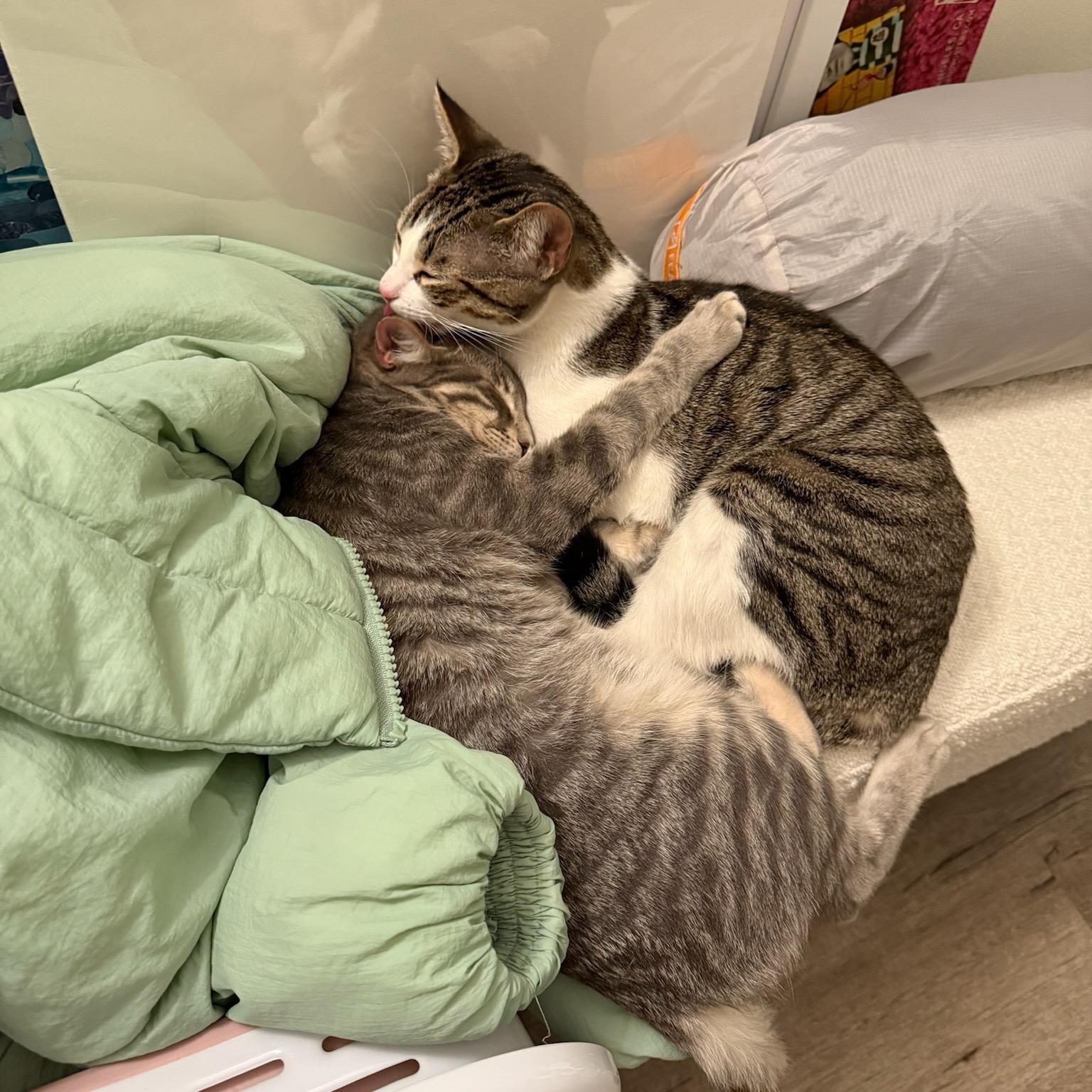 Cia and Luna, a Adoptable mixed breed in North Hollywood, CA image 4/4