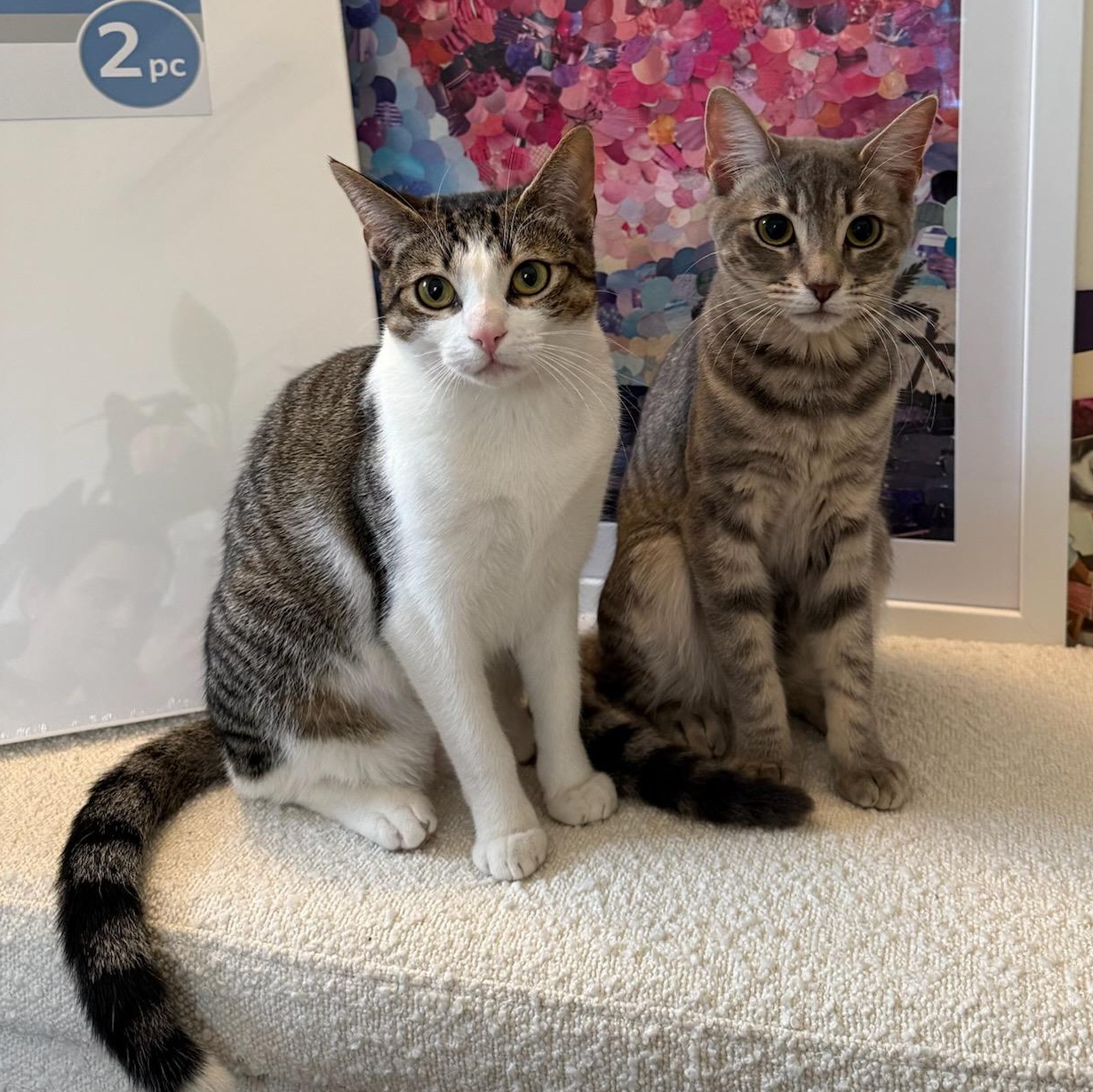 Cia and Luna, a Adoptable mixed breed in North Hollywood, CA image 1/4