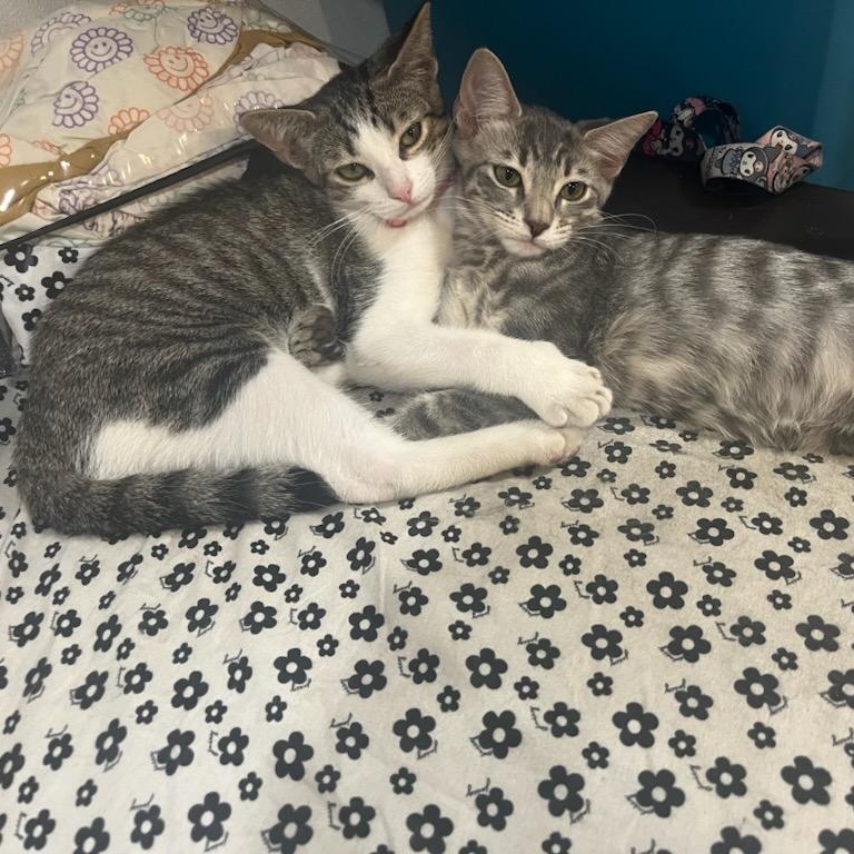 Cia and Luna, a Adoptable mixed breed in North Hollywood, CA image 2/4