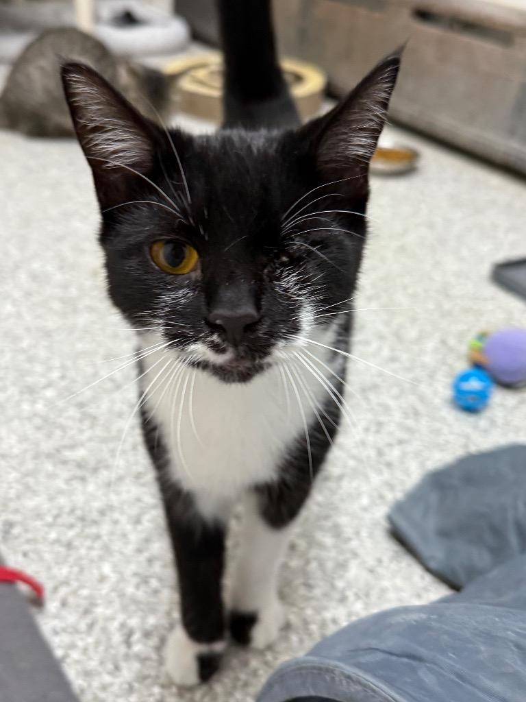 Tabitha, Adoptable, Young Female Domestic Short Hair.